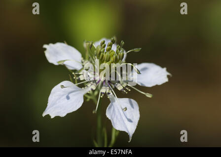 nigella, nigella arvensis Stock Photo