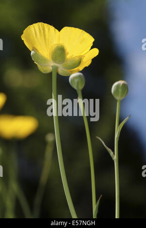 grassy-leaved buttercup, ranunculus gramineus Stock Photo