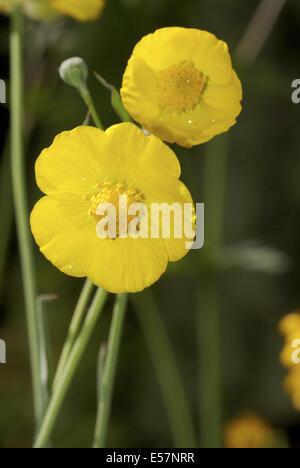 grassy-leaved buttercup, ranunculus gramineus Stock Photo