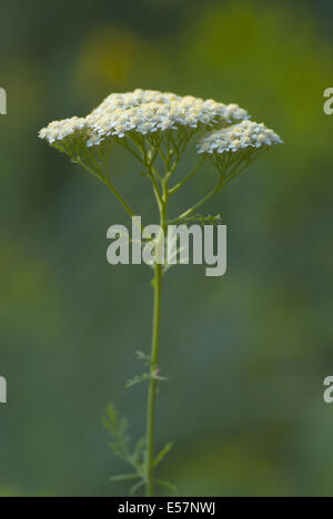 noble yarrow, achillea nobilis Stock Photo