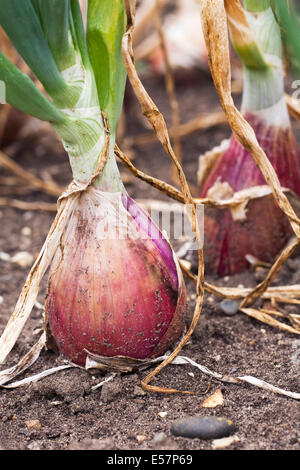 Allium cepa. Onion Long Red Florence growing in the vegetable garden. Stock Photo