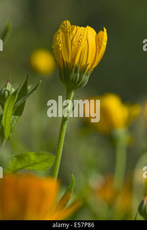 common marigold, calendula officinalis Stock Photo