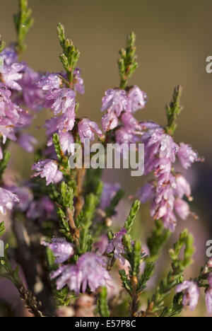 common heather, calluna vulgaris Stock Photo