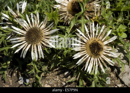 silver thistle, carlina acaulis ssp. caulescens Stock Photo