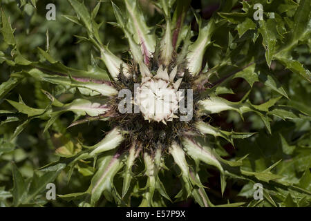 silver thistle, carlina acaulis ssp. caulescens Stock Photo