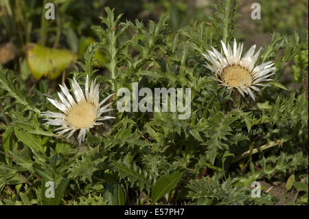 common silver thistle, carlina acaulis ssp. acaulis Stock Photo