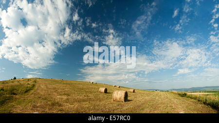 photo of hay-roll on field after harvest Stock Photo