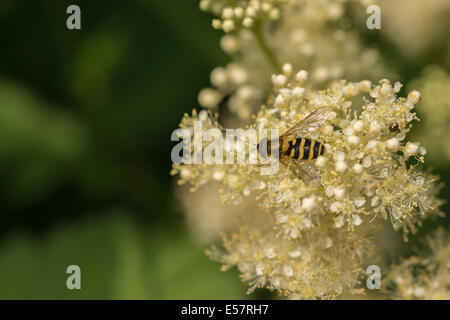 Hoverfly, Syrphus Ribesii, on a white flower with green natural vegetation background. Stock Photo