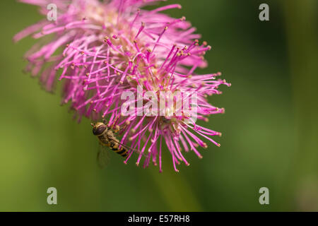 Hoverfly, Syrphus ribesii, on a pink flower. Stock Photo