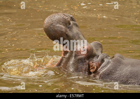 Angry hippo with open mouth Stock Photo