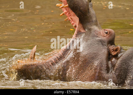 Angry hippo with open mouth Stock Photo