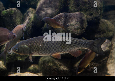 European chub, Leociscus cephalus,Cyprinidae, Europe Stock Photo