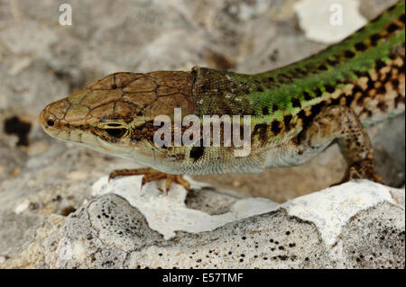 Italian Wall Lizard Podarcis siculus, Lacertidae, Gargano National Park, Puglia, Italy Stock Photo