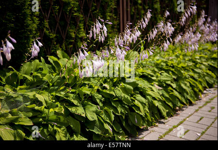 Funkia or Hosta purple flowers bunches Stock Photo