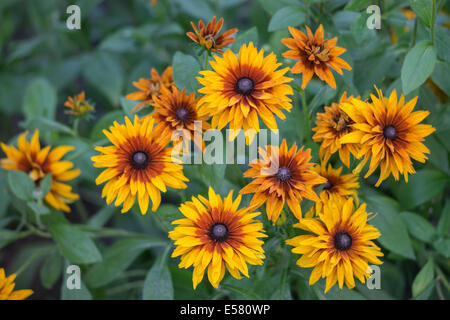 Cluster of Rudbeckia flowers Stock Photo