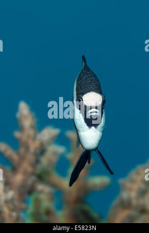 Whitetail dascyllus (Dascyllus aruanus), Red Sea, Egypt Stock Photo