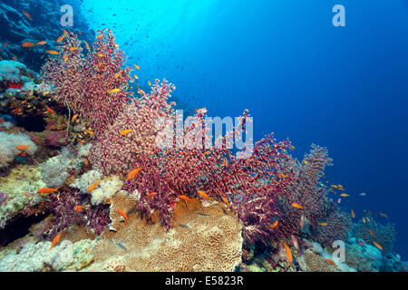 Cherry blossom coral (Siphonogorgia godeffroyi) with open and closed polyps, Red Sea, Egypt Stock Photo