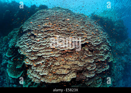 Large Polyped Stone Coral (Merulina ampliata) on steep drop of Zarbagad island, Red Sea, Egypt Stock Photo