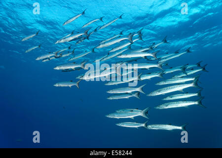 School Blackfin Barracuda (Sphyraena qenie), Red Sea, Egypt Stock Photo