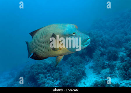 Humphead wrasse (Cheilinus undulatus) over coral reef, island Zarbagad, Egypt, Red Sea Stock Photo