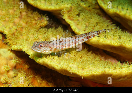 Variegated lizardfish (Synodus variegatus) on salad coral (Turbinaria reniformis), yellow, Red Sea, Egypt Stock Photo