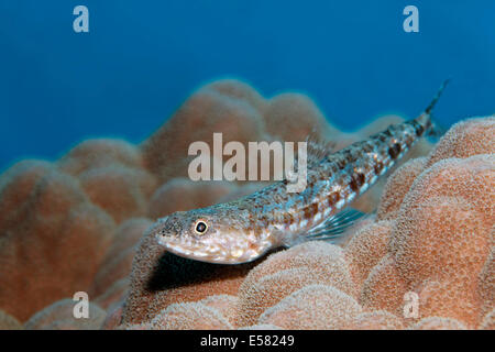 Variegated lizardfish (Synodus variegatus) on stony coral, Red Sea, Egypt Stock Photo