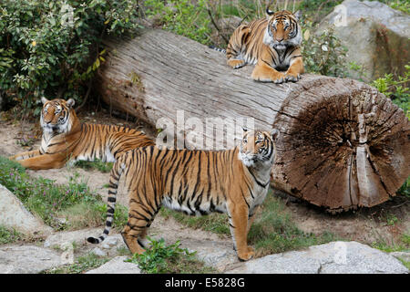 Indochinese tiger (Panthera tigris corbetti), captive, zoo, Berlin, Germany Stock Photo