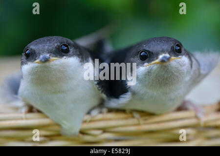 Young hand-raised house martins (Delichon urbicum), Emsland, Lower Saxony, Germany Stock Photo