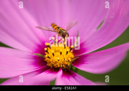 Hoverfly (Syrphidae) perched on the flower of a Purple Coneflower (Echinacea spp.), Lower Saxony, Germany Stock Photo