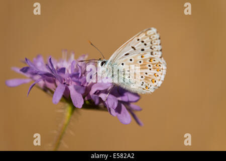 Adonis Blue (Polyommatus bellargus, Lysandra bellargus) feeding on nectar, Thuringia, Germany Stock Photo