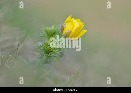 Pheasant's eye (Adonis vernalis), Saxony-Anhalt, Germany Stock Photo