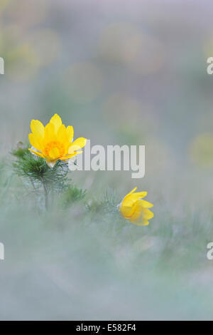 Pheasant&#39;s eye (Adonis vernalis), Saxony-Anhalt, Germany Stock Photo