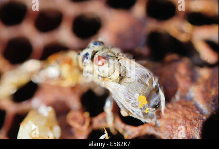Bee colony infested with Varroa Honey Bee Mites (Varroa destructor, syn. Jacobsoni), mite on a newly emerged, deformed Bee (Apis Stock Photo