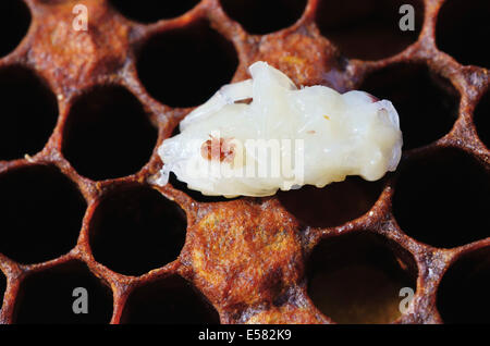 Bee colony infested with Varroa Honey Bee Mites (Varroa destructor, syn. Jacobsoni), mite on a Bee larva (Apis mellifera var Stock Photo