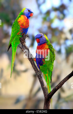 Rainbow Lorikeets (Trichoglossus haematodus), pair perched on a tree, South Australia, Australia Stock Photo