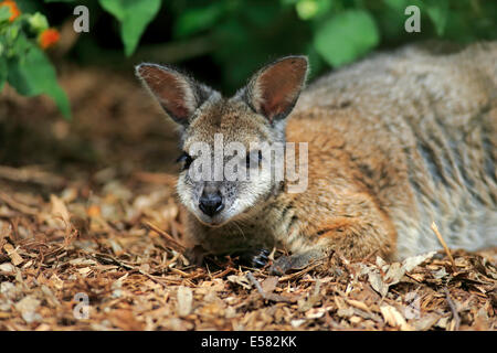 Tammar Wallaby, also Dama Wallaby or Darma Wallaby (Macropus eugenii), adult, resting, South Australia, Australia Stock Photo