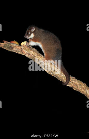 Common ringtail possum (Pseudocheirus viverrinus peregrinus), adult, nocturnal, Wilsons Promontory National Park, Victoria Stock Photo
