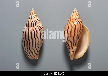 Indian Amoria Zebra Shell Stock Photo