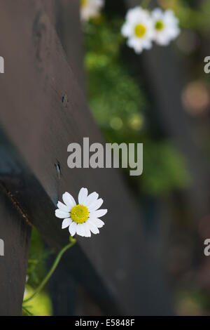 Anthemis nobilis roman camomile flower peeking through a gate in an english garden Stock Photo