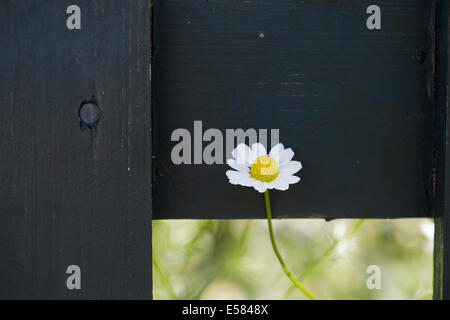 Anthemis nobilis. Roman camomile flower peeking through a gate in an english garden Stock Photo
