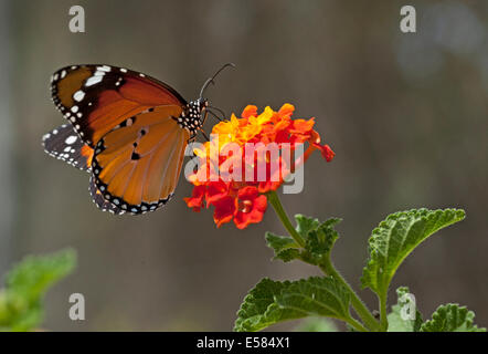 Plain Tiger (Danaus chrysippus) AKA African Monarch Butterfly on a flower shot in Israel, October Stock Photo