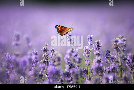 A Peacock butterfly sitting on Lavender flowers in the sunshine in Hampshire, UK Stock Photo