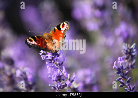 A Peacock butterfly sitting on Lavender flowers in the sunshine in Hampshire, UK