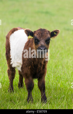 Brown Belted Galloway calf. Crawton N.E. Scotland UK Stock Photo