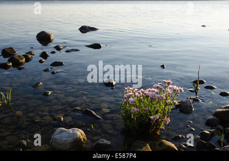 Sea Aster plant in late evening sun by a rocky coast Stock Photo