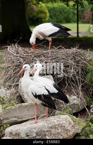 White Storks (Ciconia ciconia). Pair foreground, with single bird standing over a nest, behind. Stock Photo