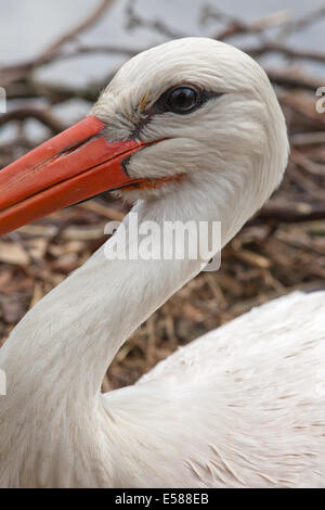 White Stork (Ciconia ciconia). Portrait. Close-up of an adult on the nest. Stock Photo