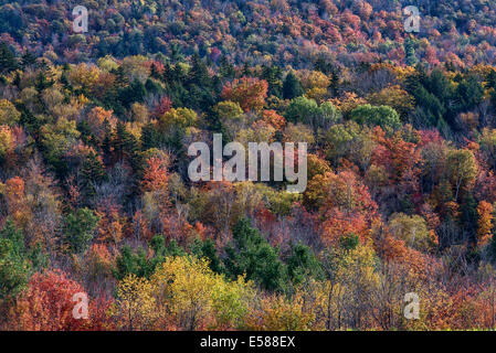 Abstract of colorful autumn trees, Vermont, USA Stock Photo