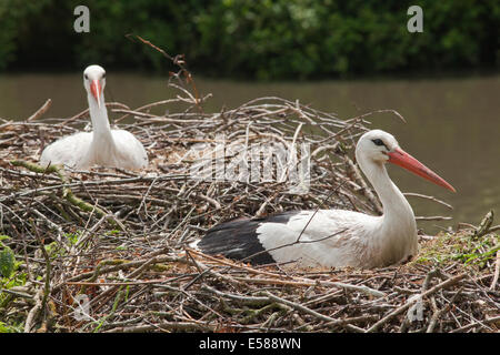 European White Storks (Ciconia ciconia). Two separate nests. Loose colony nesting. Thrigby Wildlife Gardens. Norfolk. UK Stock Photo