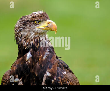A white tailed sea Eagle, Haliaeetus Albicilla